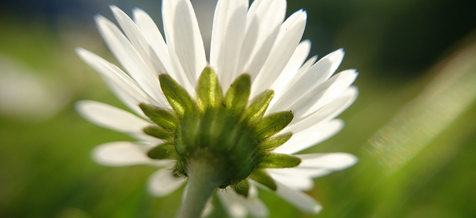 Blumenwiese in Berlin Mariendorf Süd