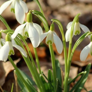 Wandern Frühjahr Blumen