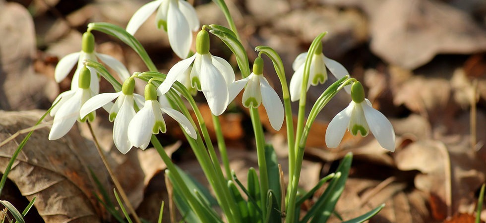 Wandern Frühjahr Blumen