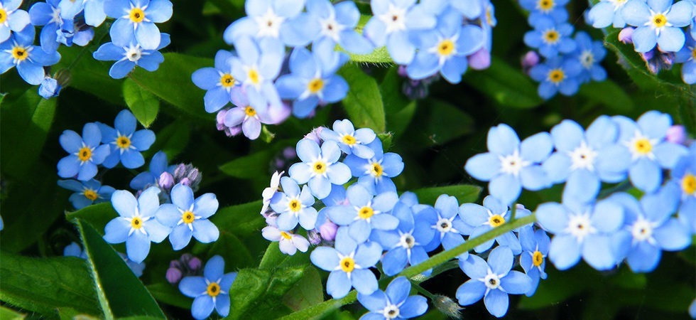 Frühlingsblumen