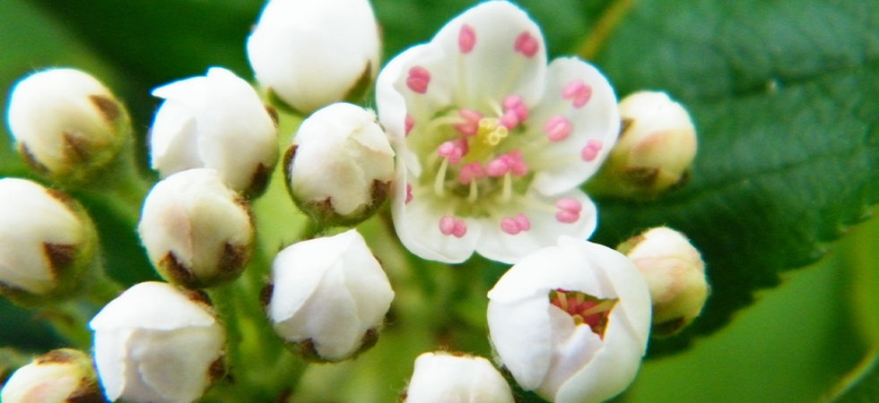 Frühlingsblumen Mariendorf Süd