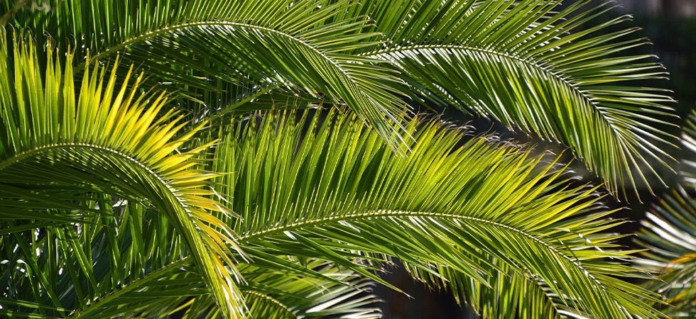 Palmsonntag