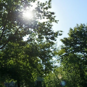 Gemeindewiese Eiche Sonnenschein