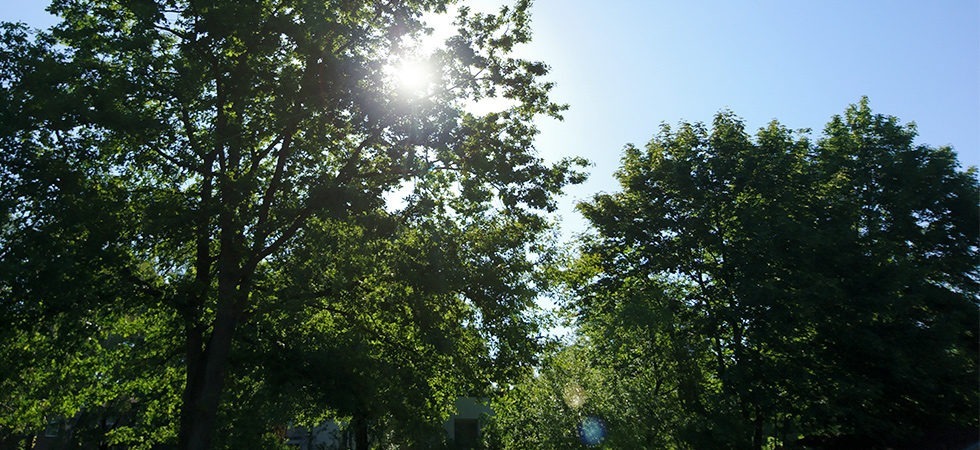 Gemeindewiese Eiche Sonnenschein