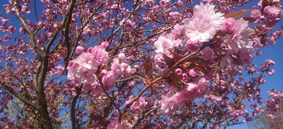 Kirschblüte