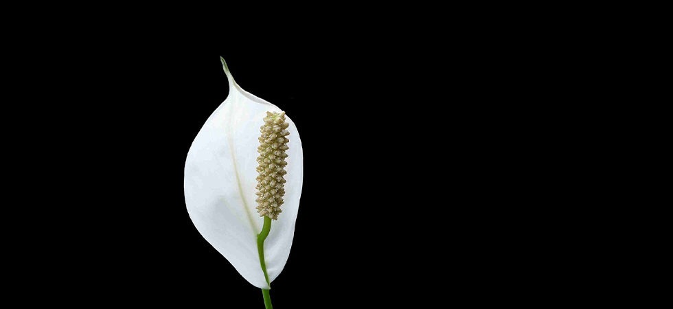 Trauerblume Nachruf